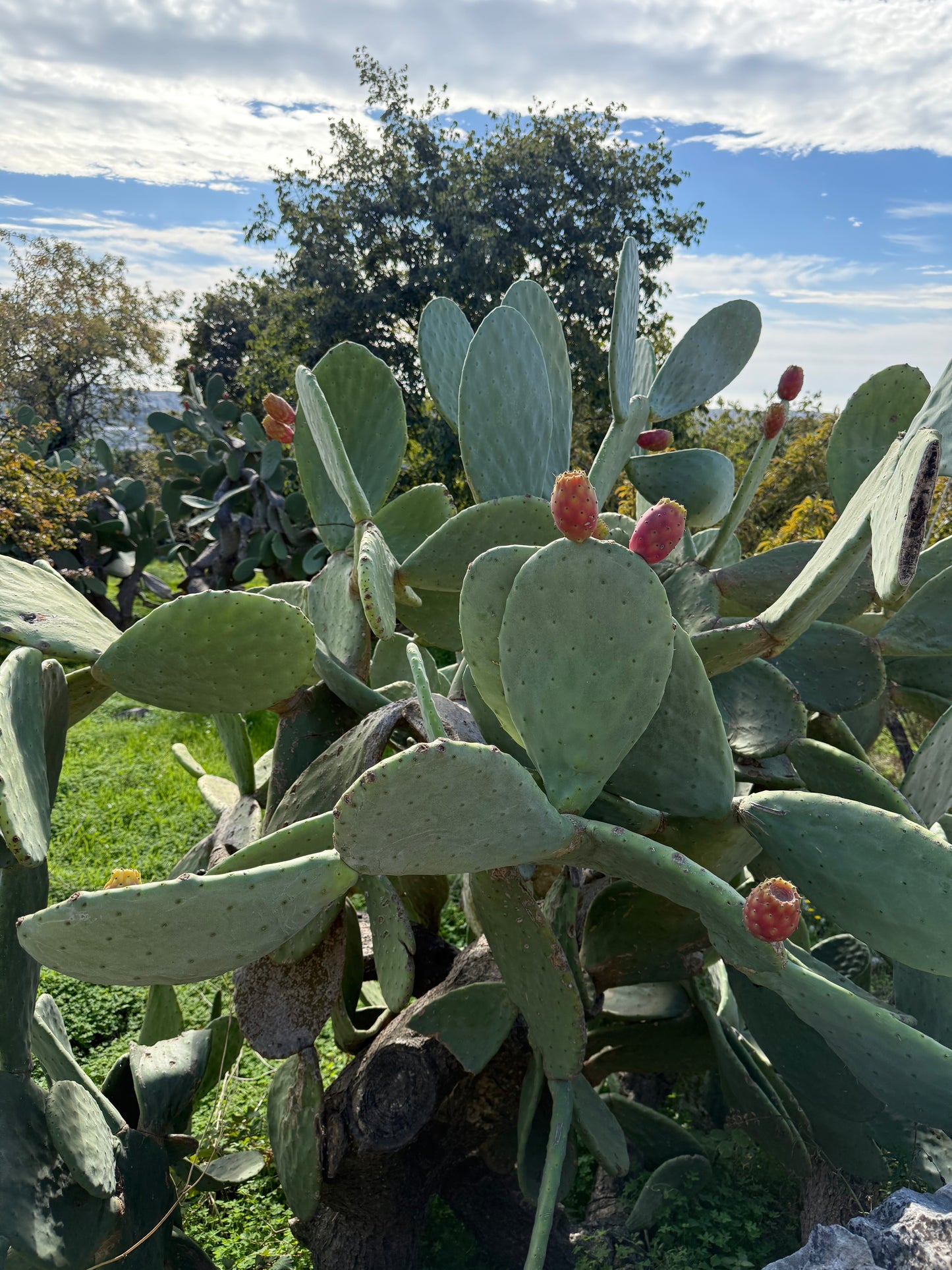 Frutto - The Round Charm